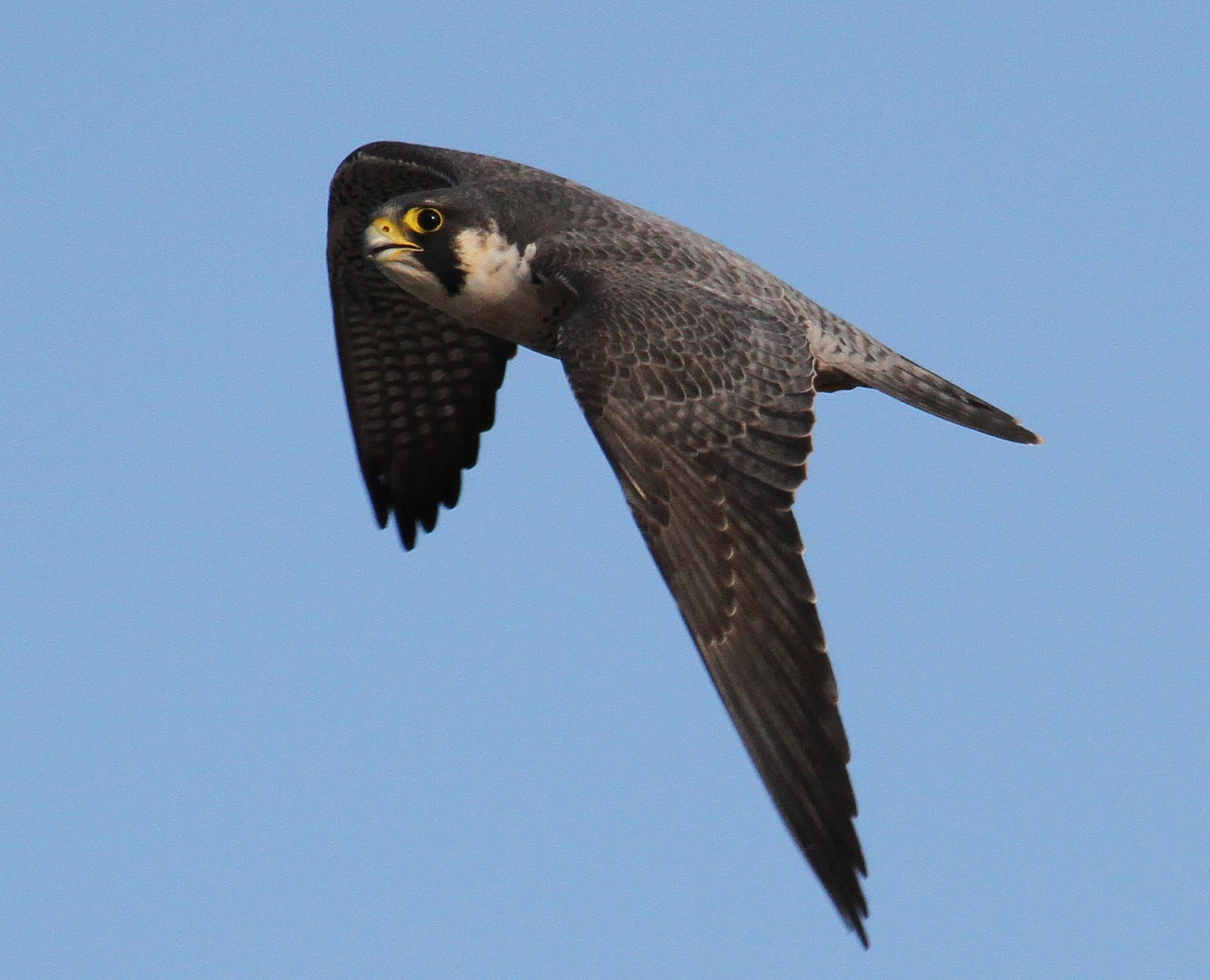 Peregrine Falcon-