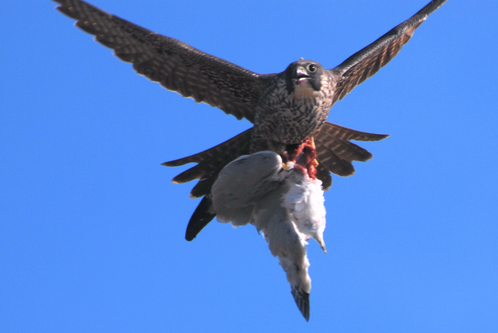 PeregrineFalcon with Ring-billedGull