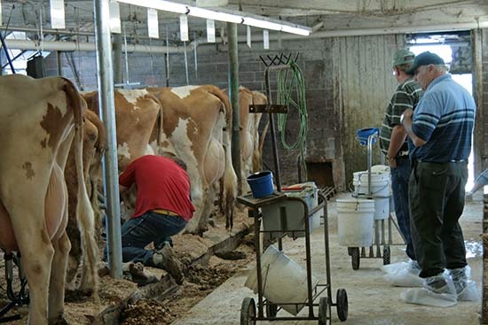 tejesember milkman