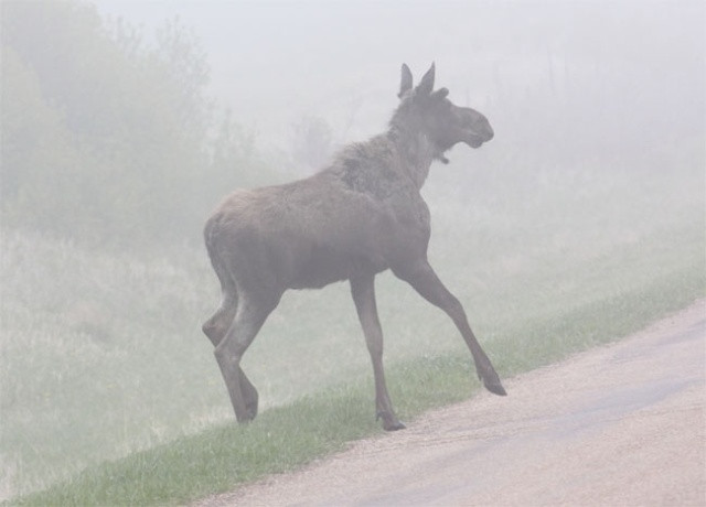 Mist moose1