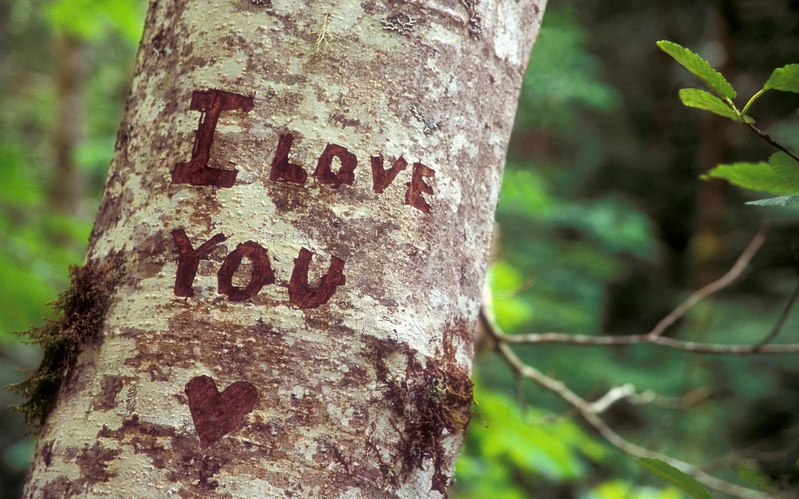 I Love You Heart Tree Nature HD Wallpaper - LoveWallpapers4u.Blo