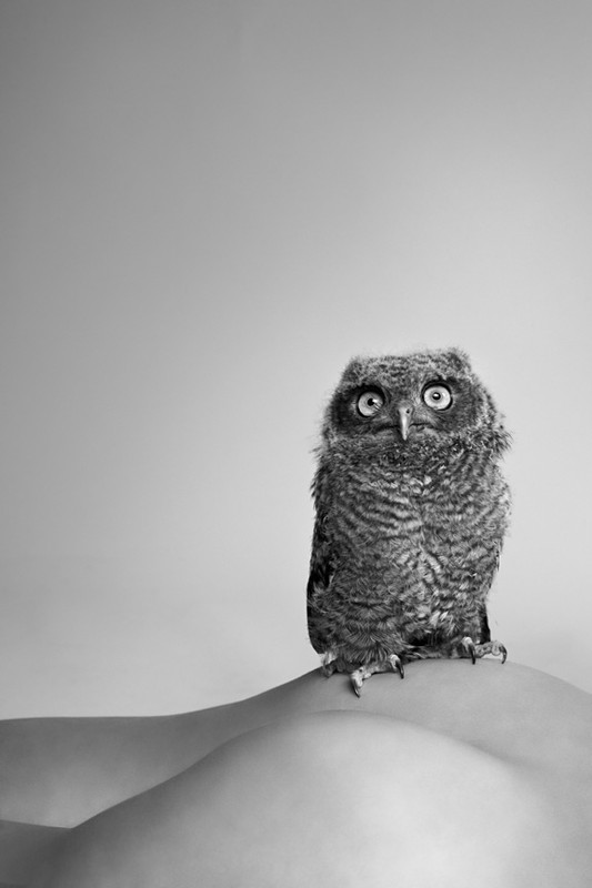 owl 2010 mcginley