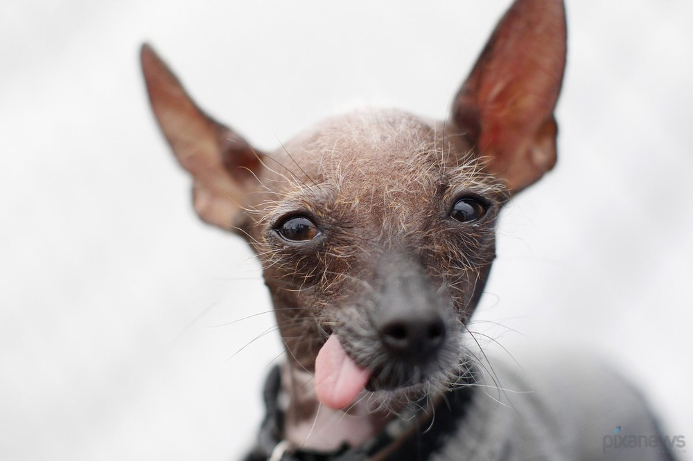 The ugliest dog in the world pixanews com-17