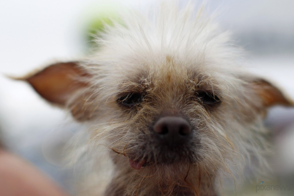 The ugliest dog in the world pixanews com-18