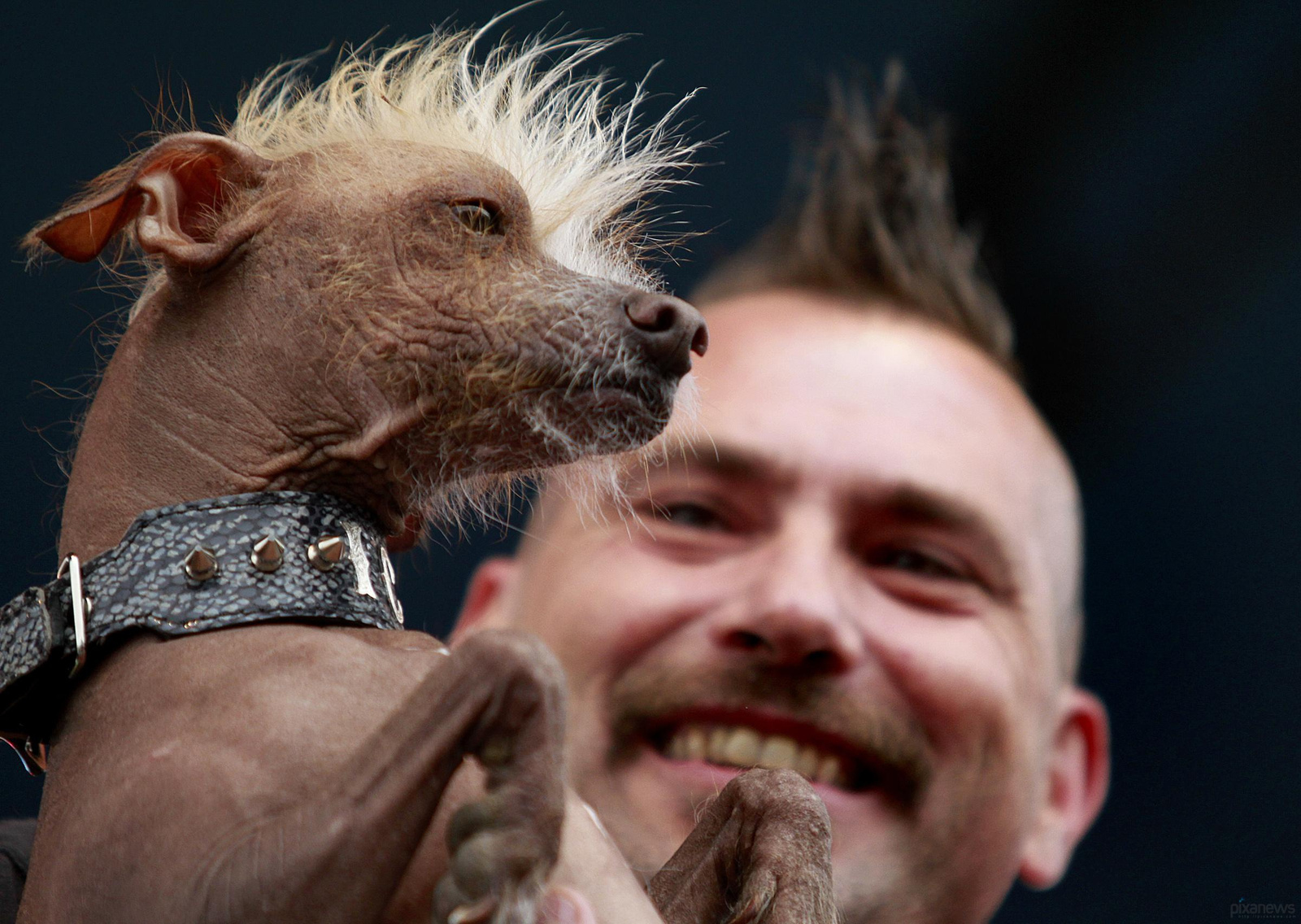 The ugliest dog in the world pixanews com-22