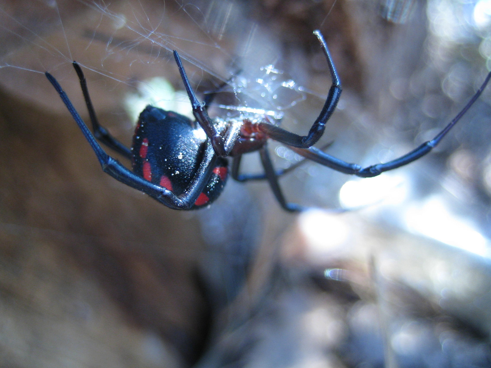 Fekete özvegy /Black Widow/