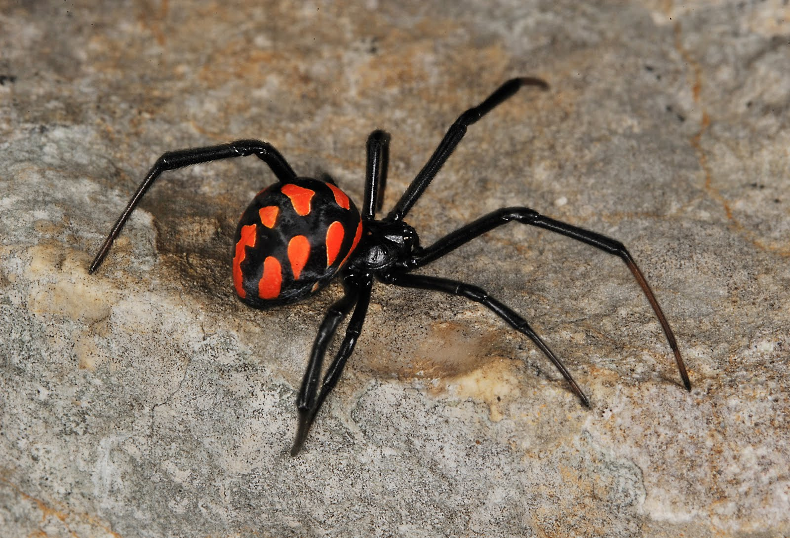 Latrodectus tredecimguttatus 1 (M.Colombo)