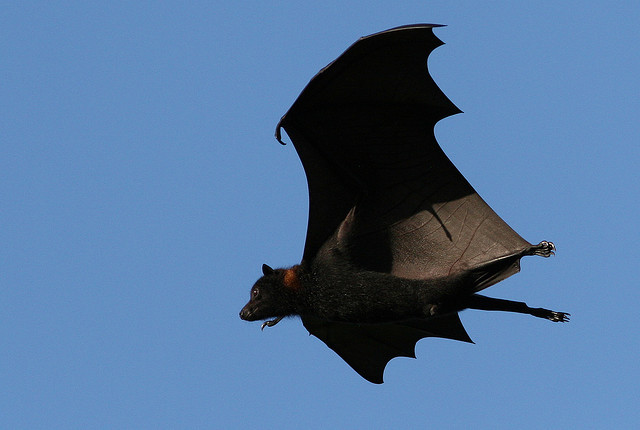 flight-of-the-fruit-bat-