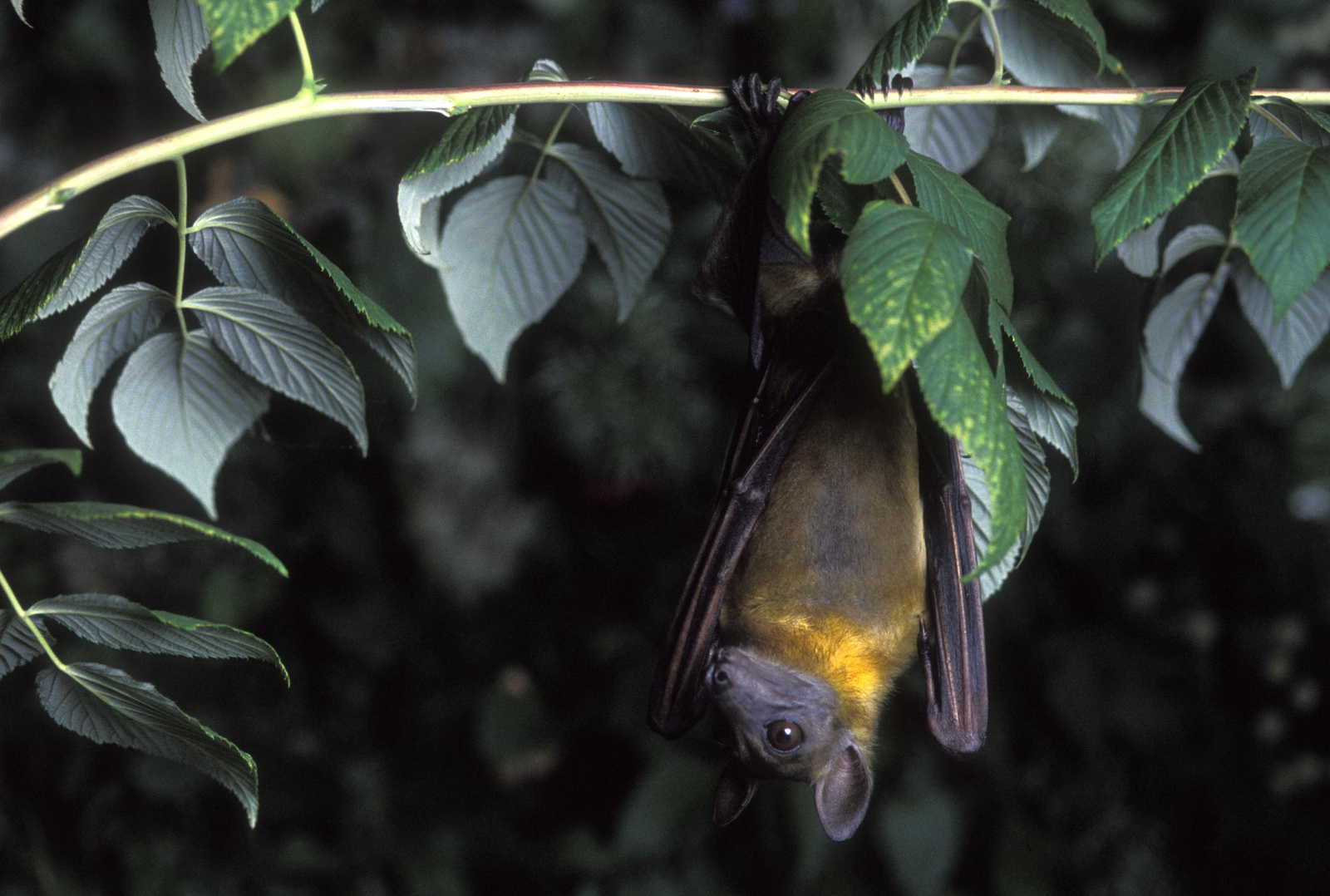 H orig straw colored fruit bat