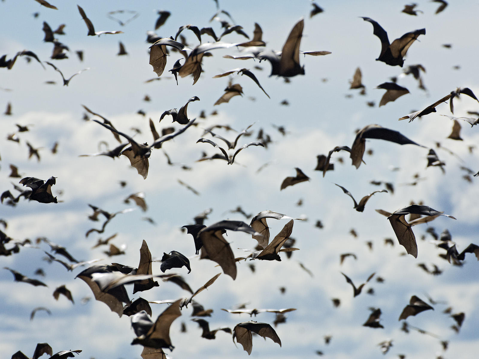 Straw-Colored-Fruit-Bats-Kasanka-National-Park-Zambia