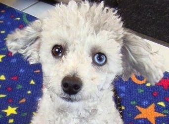 Poodle with sectoral heterochromia