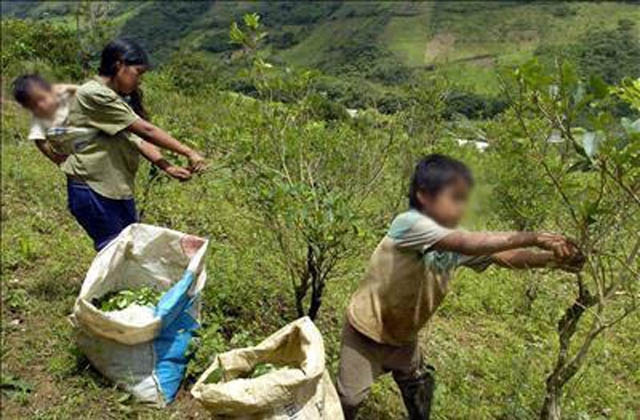 cultivos de hoja