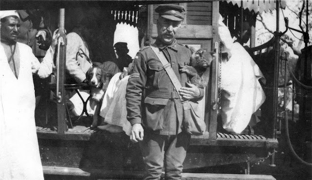 A koala in Cairo, 1915