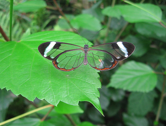 beautiful-butterfly-transparent-wings-glasswing