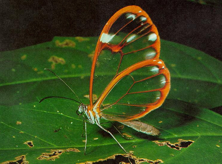 butterfly-clearwing