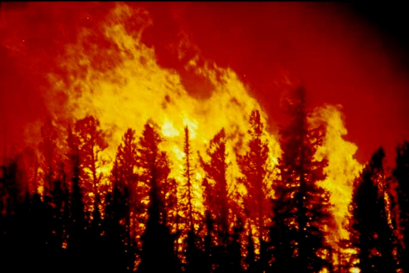 forest fire blm image