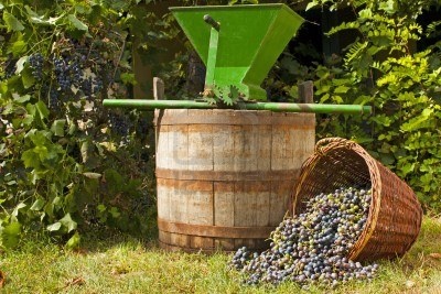 10504159-freshly-harvested-wine-grapes-spilling-from-a-whicker-b