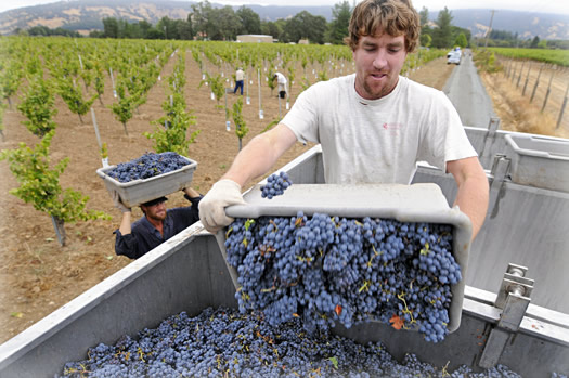 frey-blog-091027-organic-grape-harvest-2009