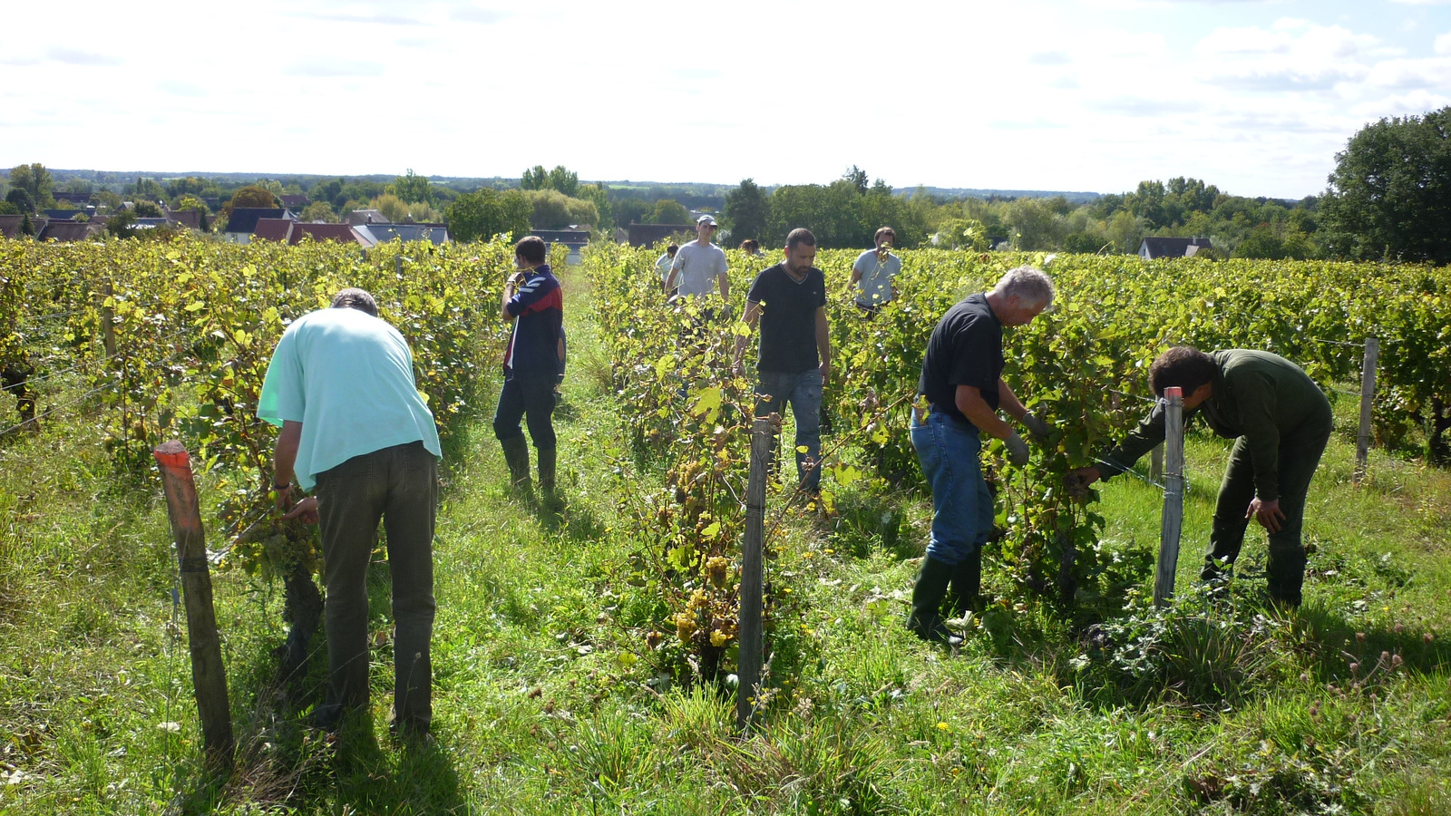 Vendanges11-055