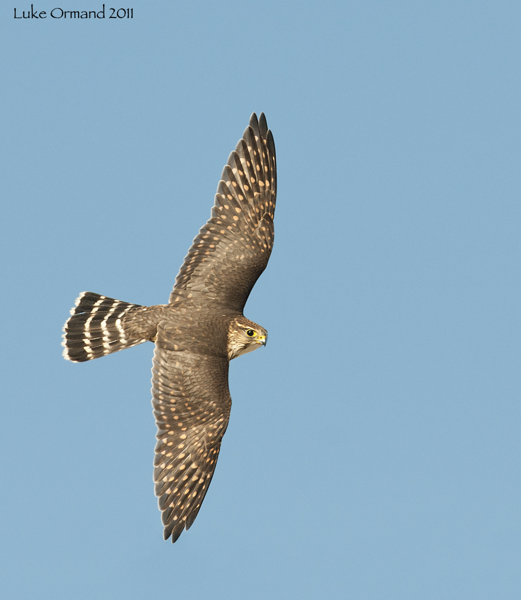 Merlin Flight Oct22