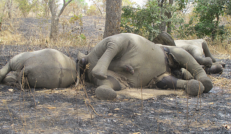 Elephants slaughtered for their ivory tusks in Bouba Ndjida Nati