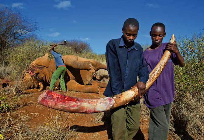 illegal-kenyan-ivory-poaching-670