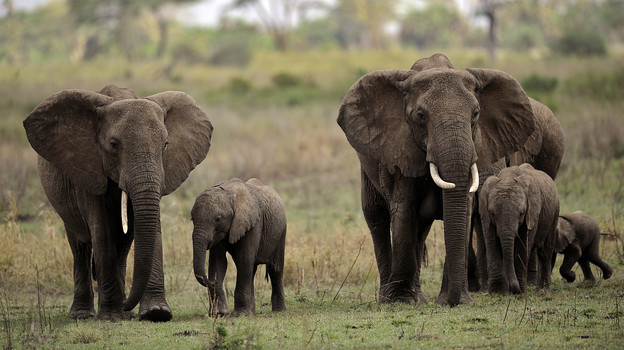 tanzania_elephants3