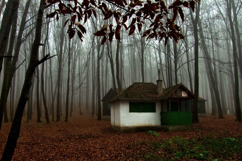 haz-az-erdoben-house-in-the-forest