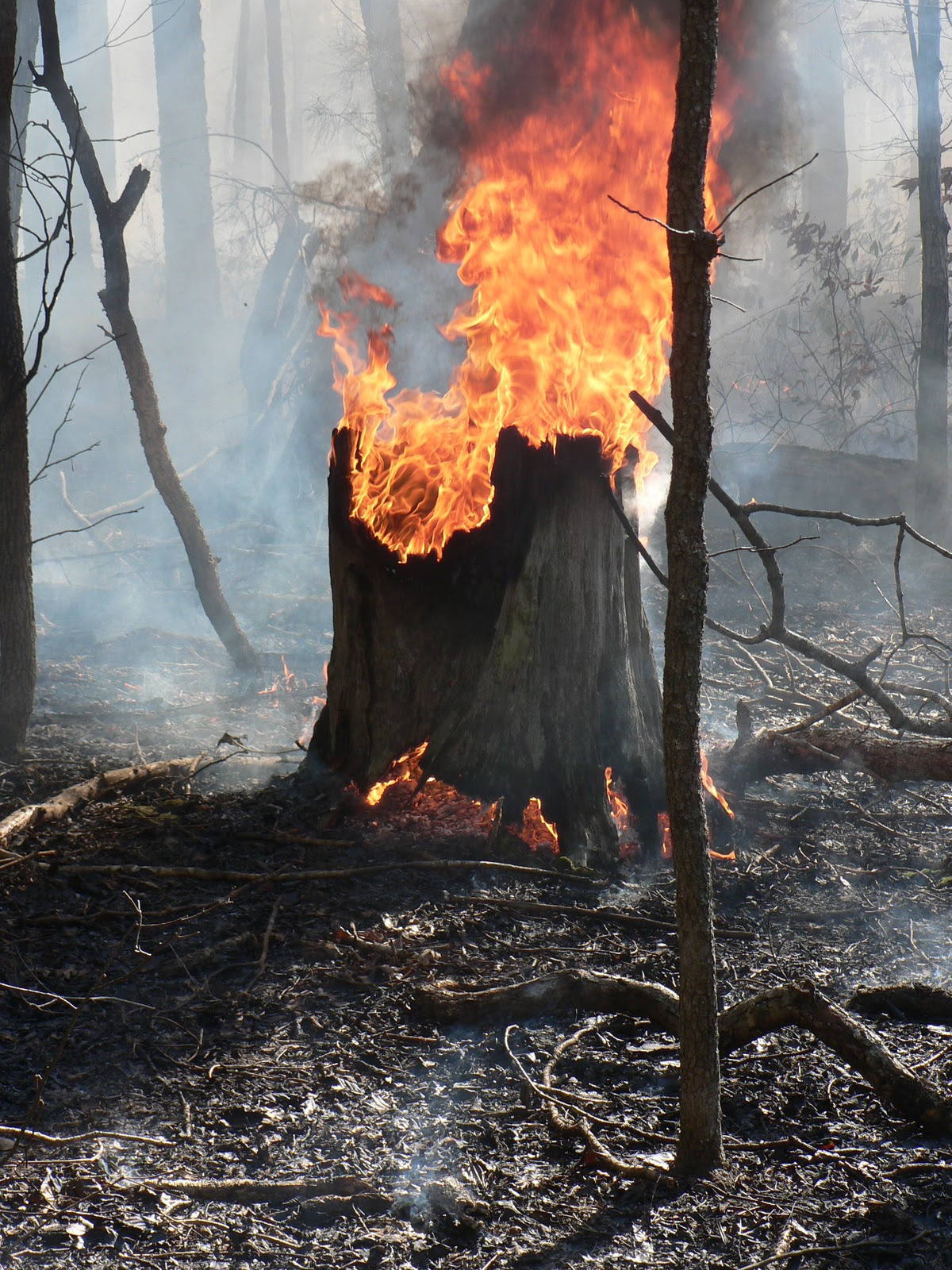 long-leaf pine stump burning