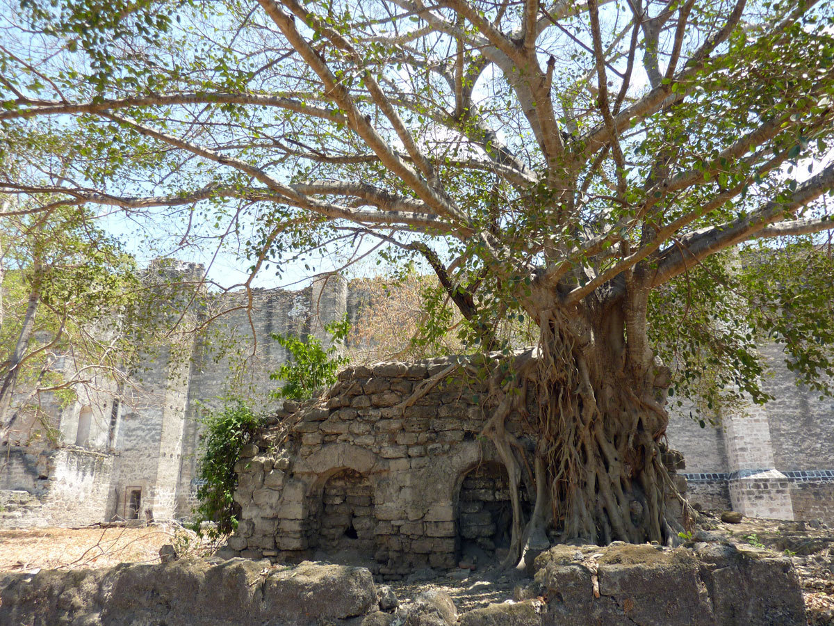 treevines Spanish Mission Copanahuastla Ruin