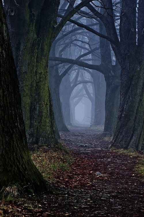 Az erdő szelleme