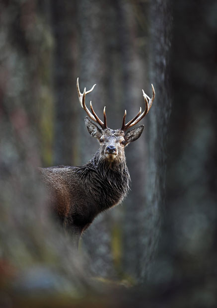 Red-Deer-Stag