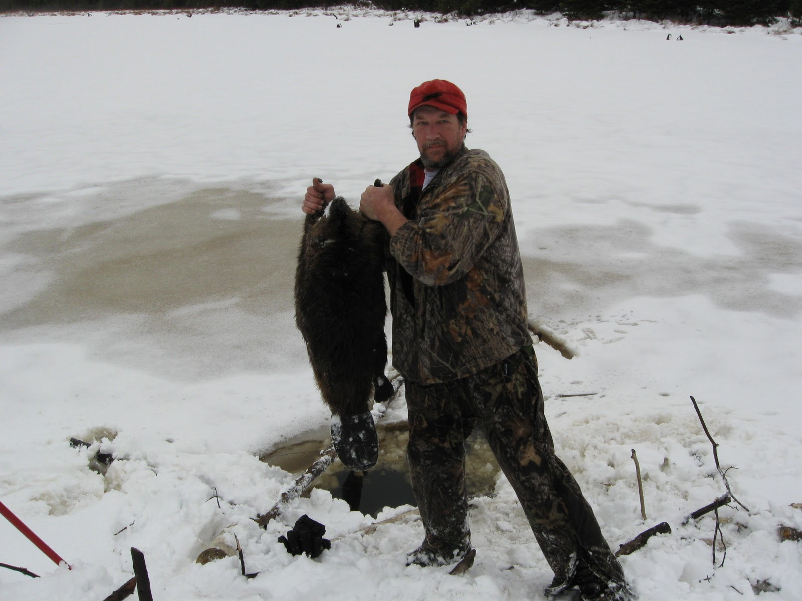 Beaver on Springhole