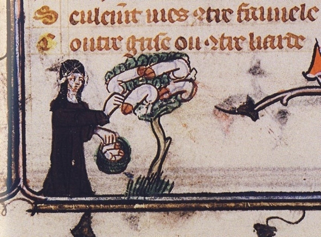 Péniszfa -From a 14th century copy of Romance of the Rose.