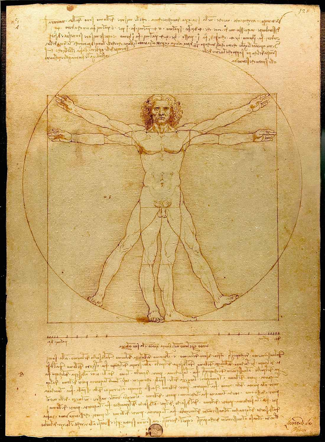 vitruvian man Leonardo