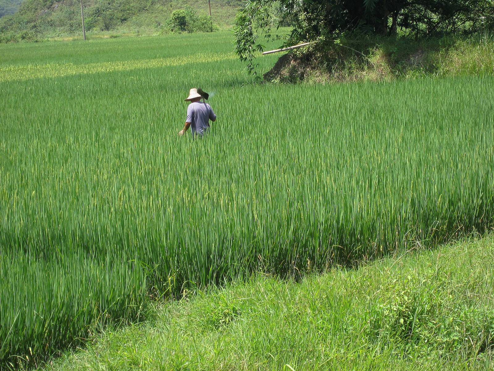 Chinese-farmer-rice-field