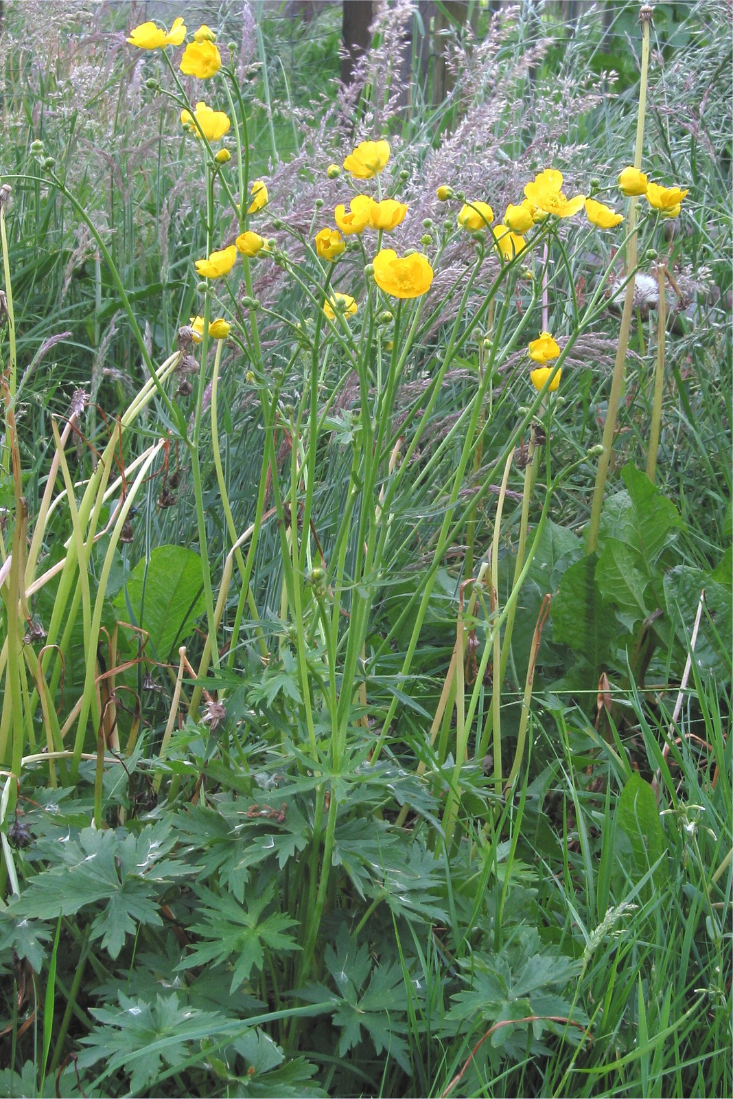 Scherpe boterbloem plant (Ranunculus acris)