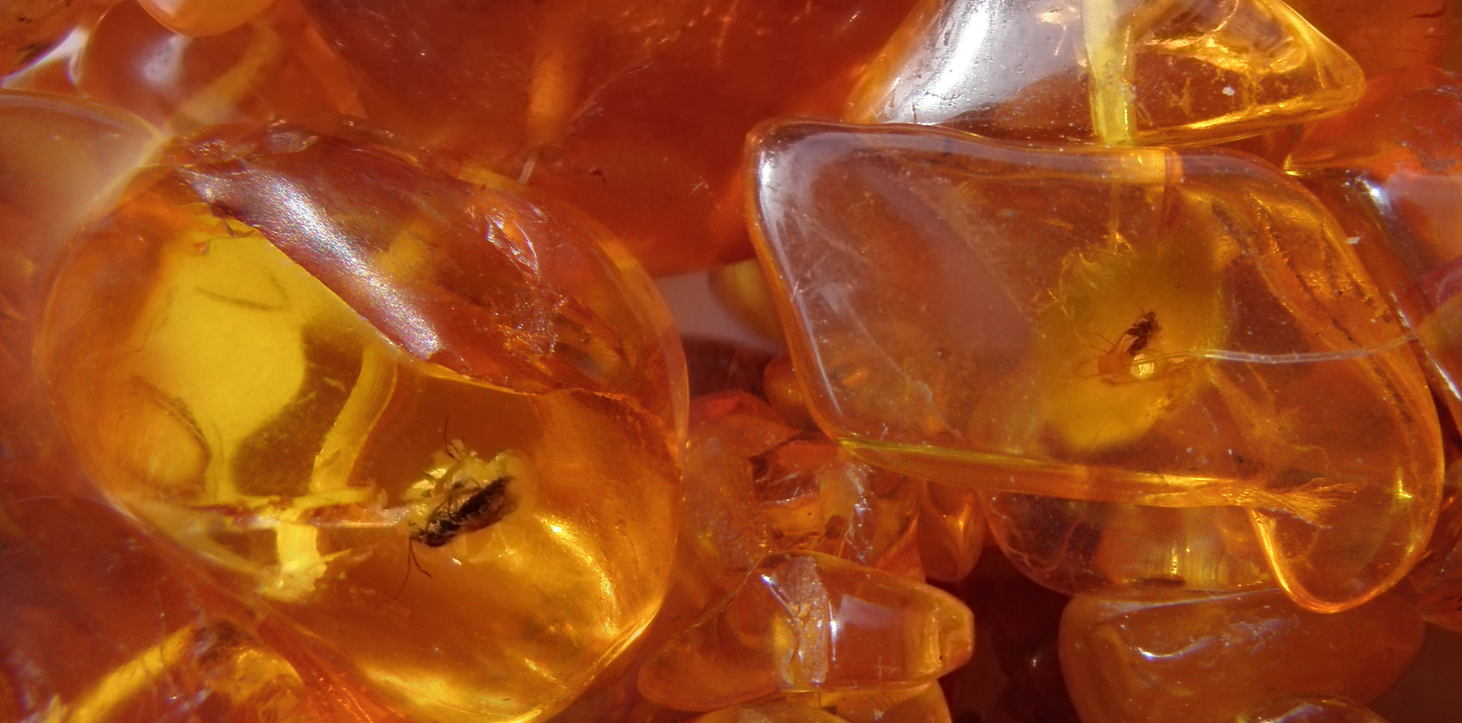 Baltic Amber necklace with insects inclusions