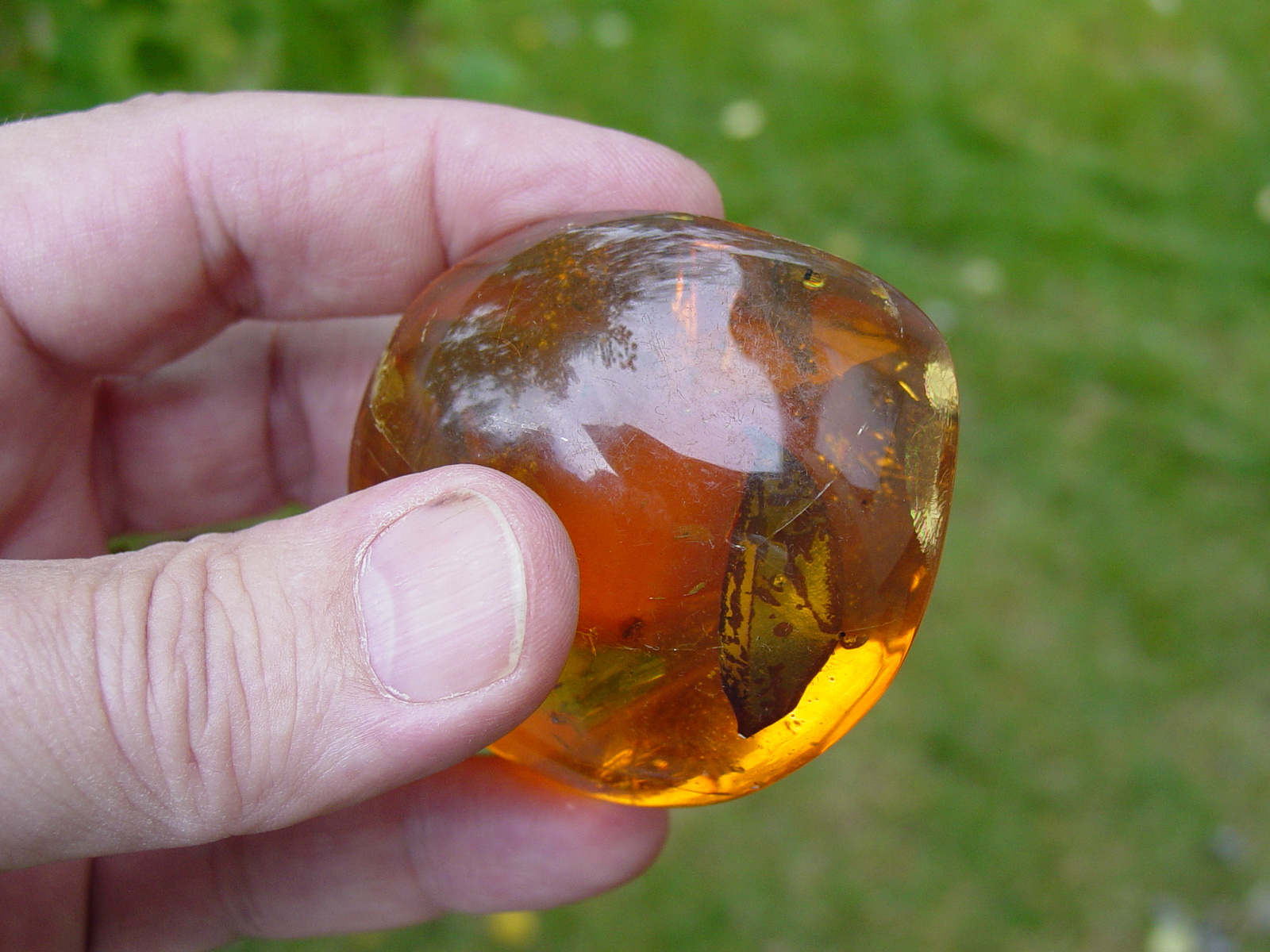 Dominican-Amber