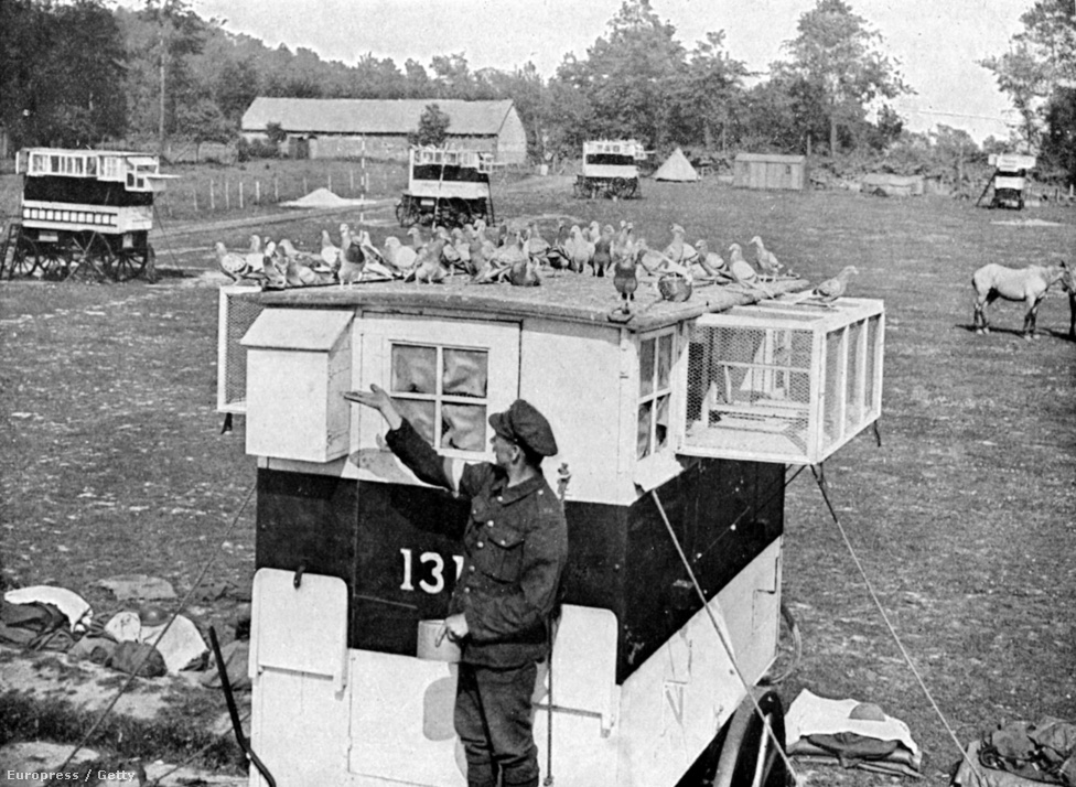 1916, hírvivő galambok és gondozójuk Franciaországban
