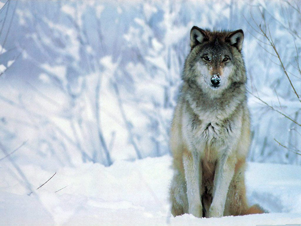 farkas wolf