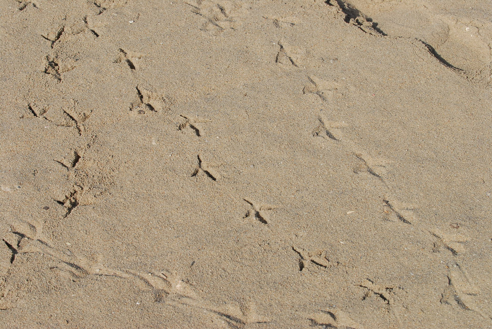 madár footmark-on-the-sand