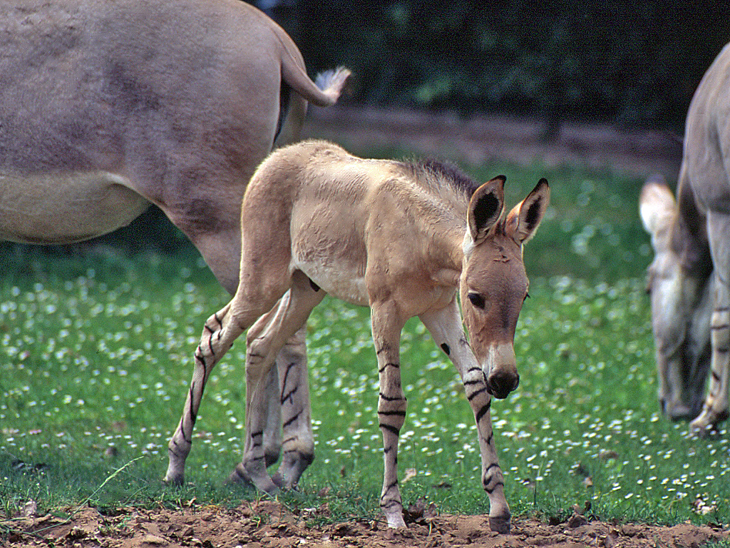 Equus asinus somalicus szamáröszvér