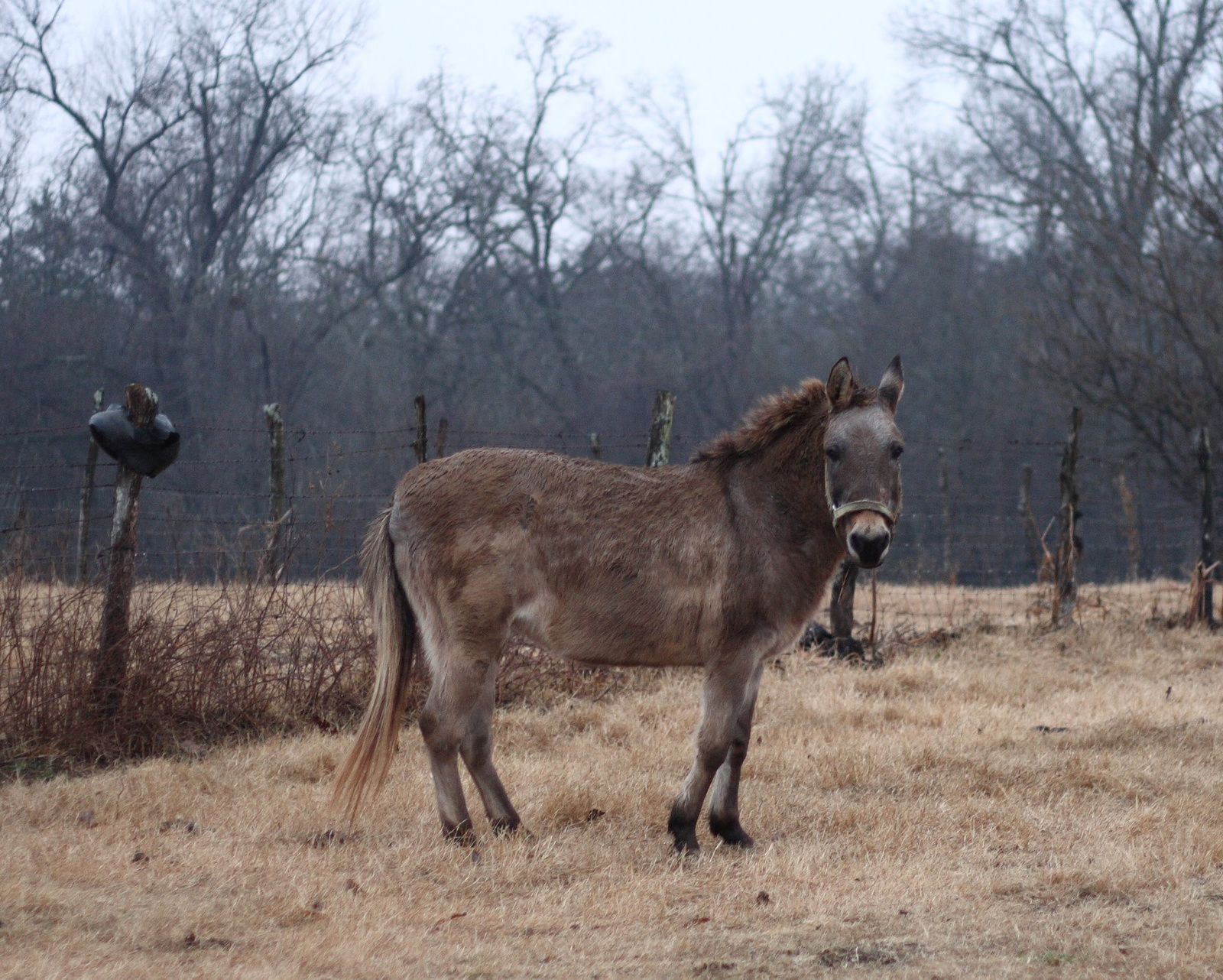 Old hinny in Oklahoma szamáröszvér