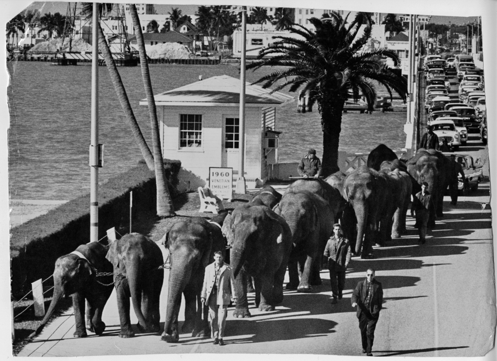 elephant-walk-on-venetian-causeway