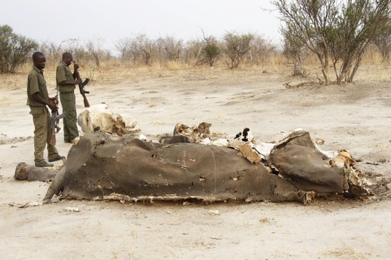 Zimbabwe Poisoned Elephants.