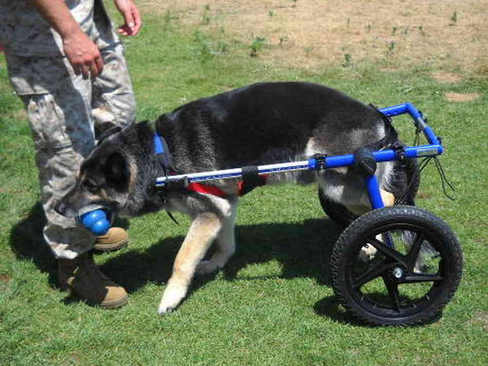 Military dog