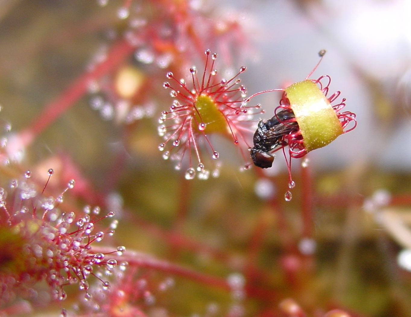 Drosera anglica