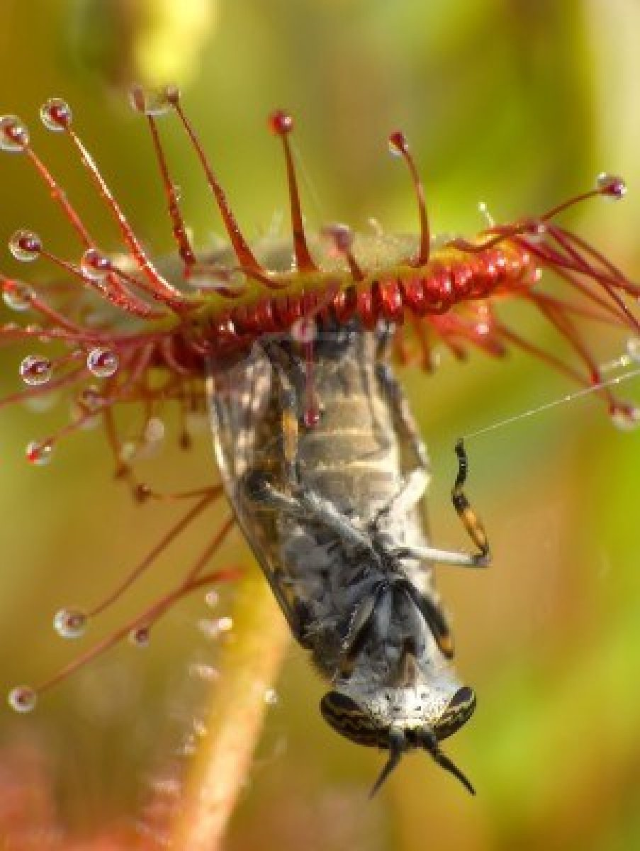 -sundew-drosera-rotundifolia-lives-on-swamps-and-it-fishes-insec