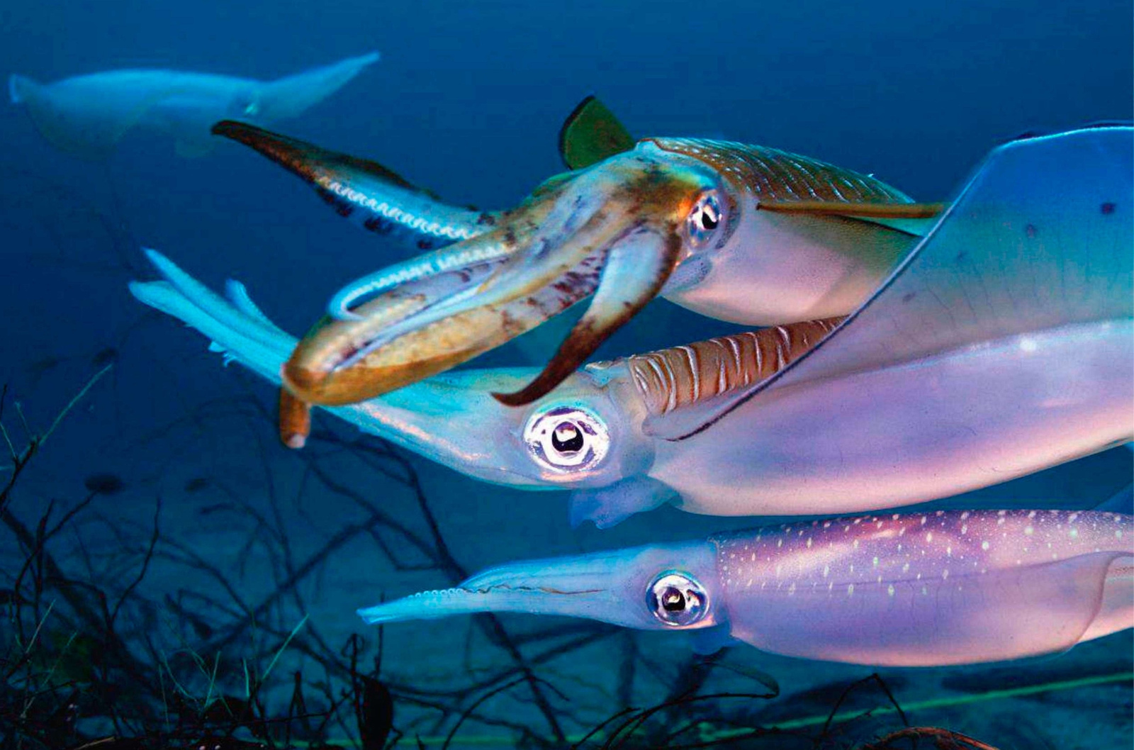 Bigfin reef squid